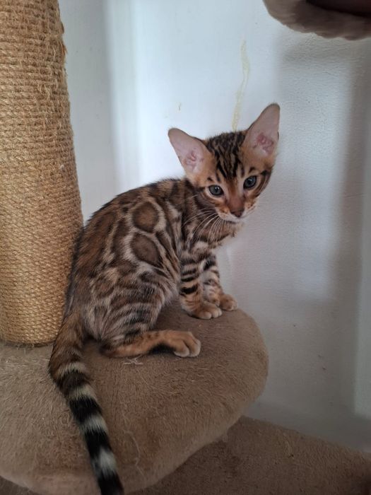 Продам бенгальских котят.