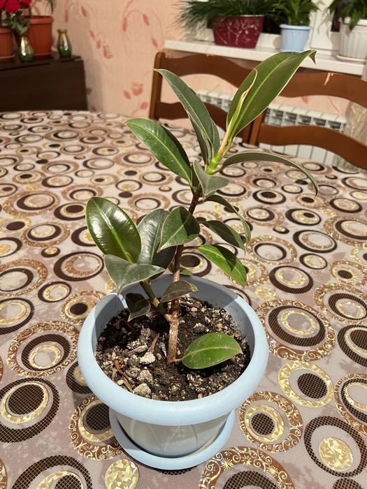 Продам комнатные цветы