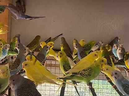 Продаётся попугай волнистые