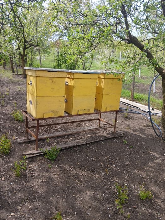 Lada albine 12 rame jos 12 rame sus