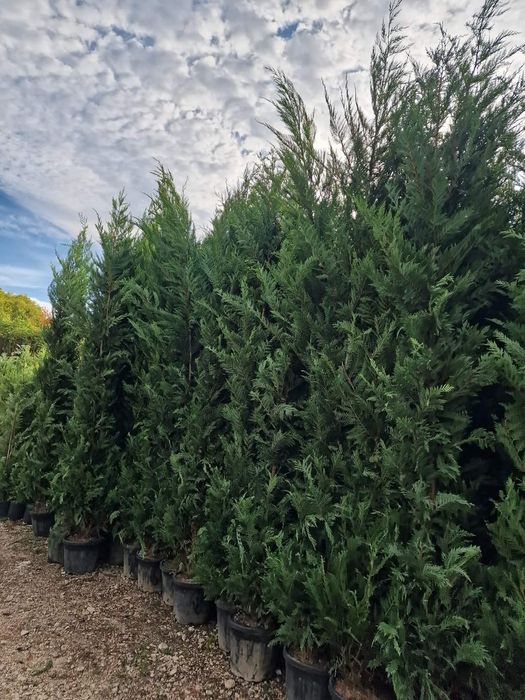 Cupressus leylandii 2.5m- 3m gard viu verde veșnic natural/ en-groos