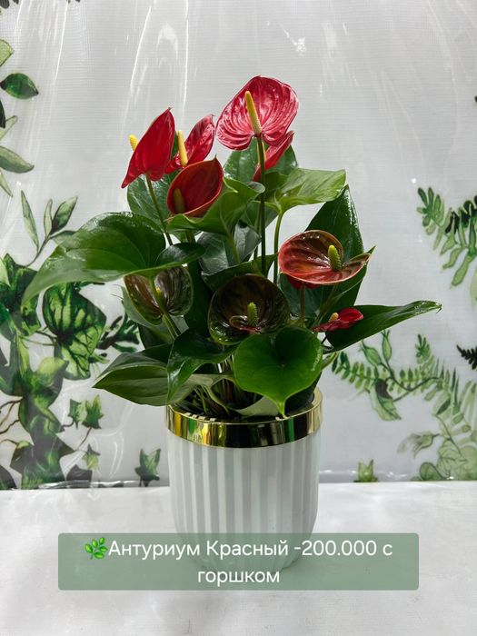 Антуриумы разные