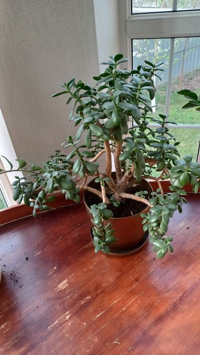 Продам комнатные цветы