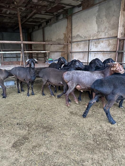 Qocqorla sotiladi aqiqa ehoson uchun