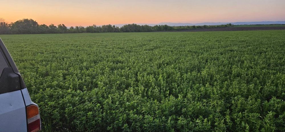 Малки бали чиста люцерна.