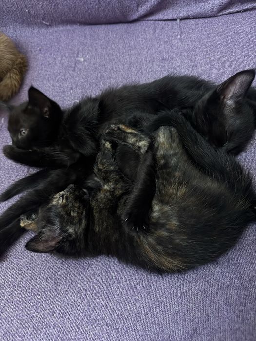 Отдаю котят в хорошие руки