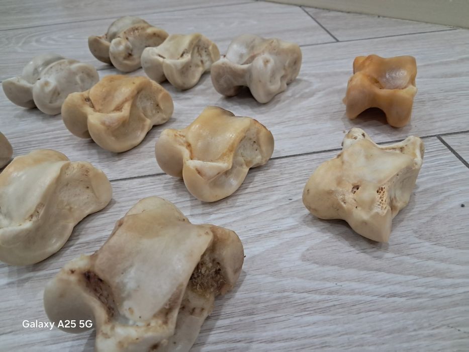 Асыки бараньи и жеребят продам.