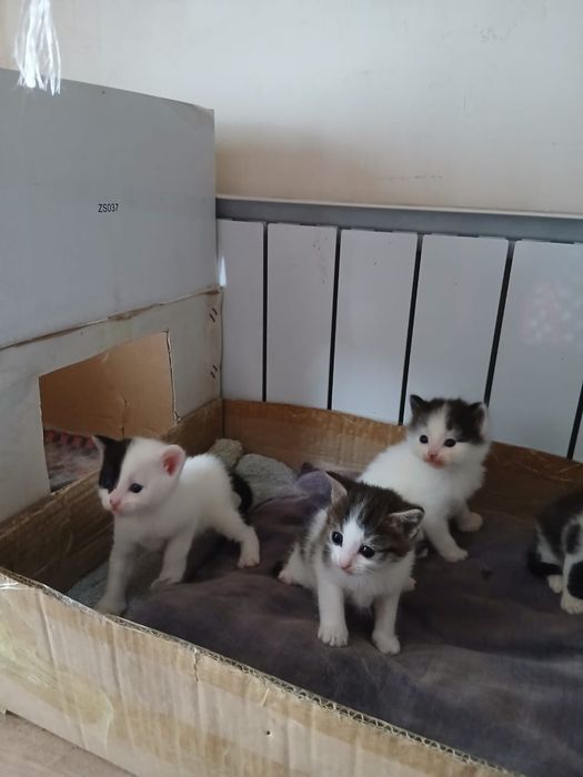 Отдам котят в хорошие руки