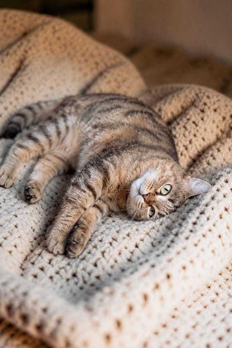 Кошечка Полли ищет дом!