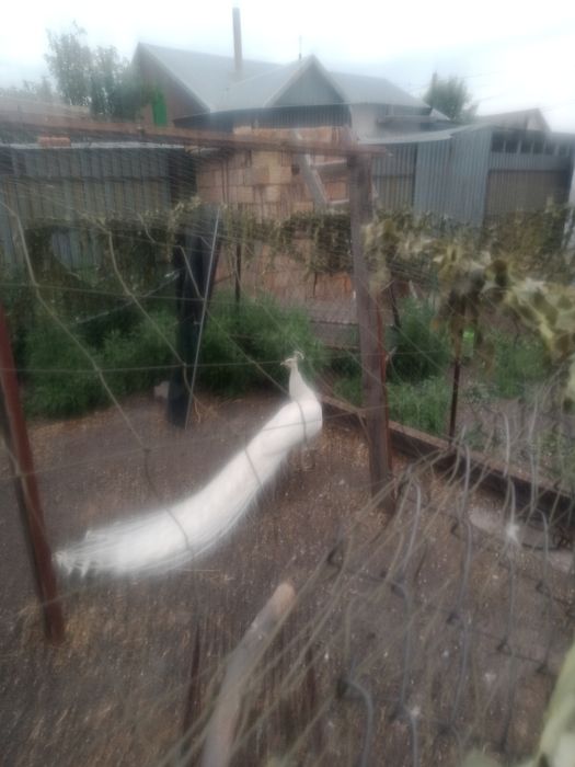 Павлины пара в Караганде