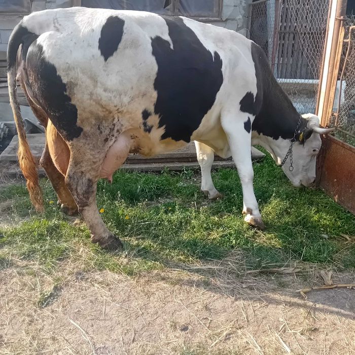 Vaca de lapte cu vitel de vanzare