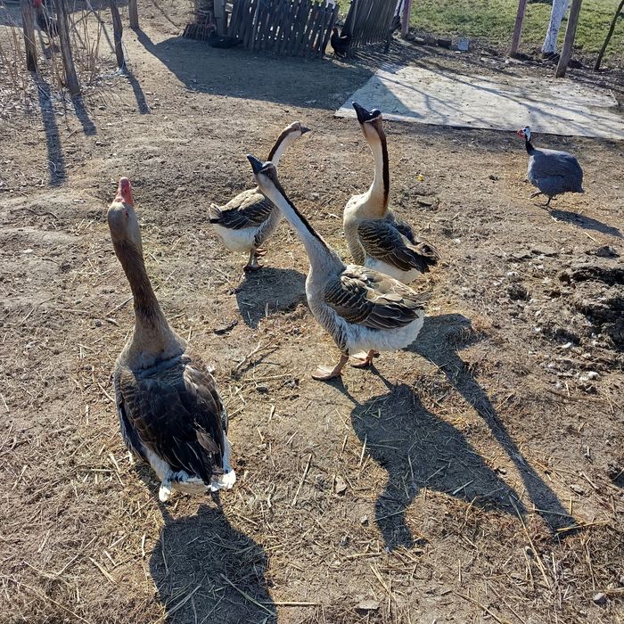 Vând gâște și ouă pentru incubat