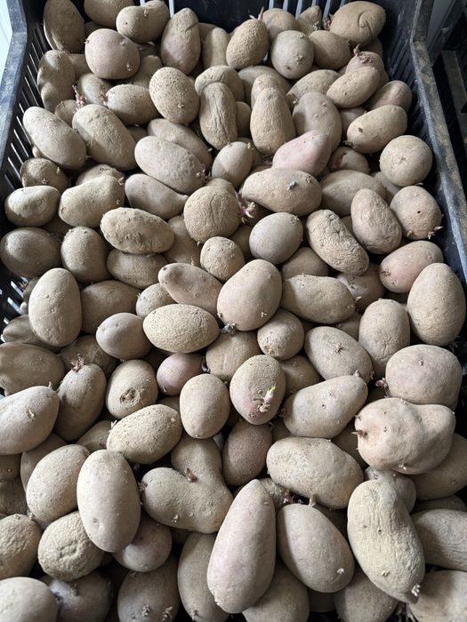 Cartofi rosii si albii