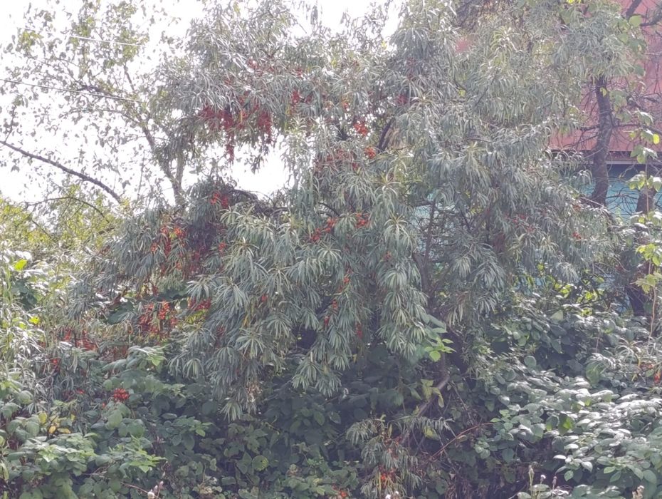 Продам дачу в с.о Ракета