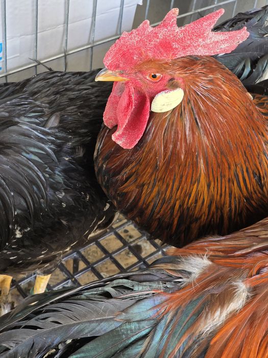 Cocoși se gaini italiene  2025