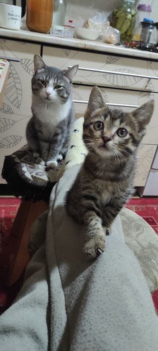 Мальчишка ищет семью