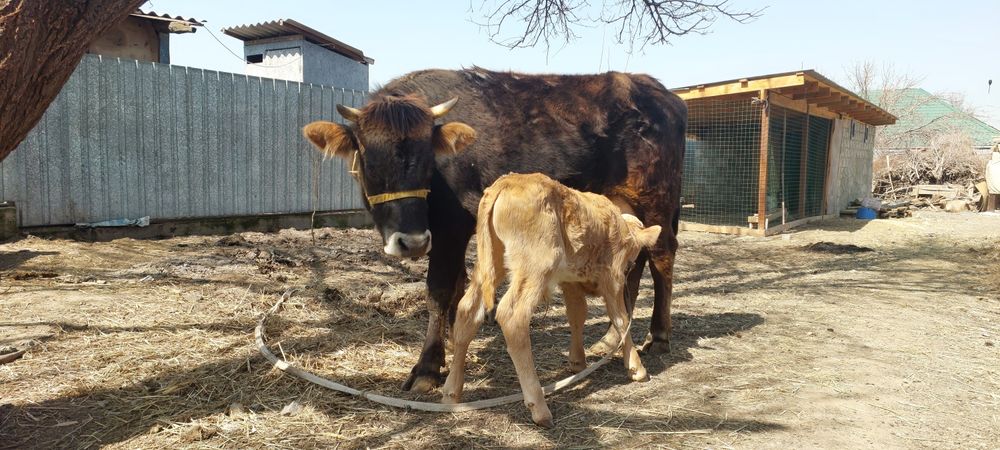 Алатауская первотелка