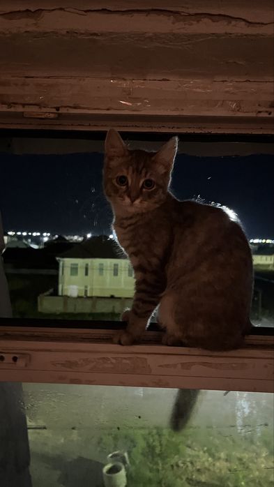Котёнок Бесплатно
