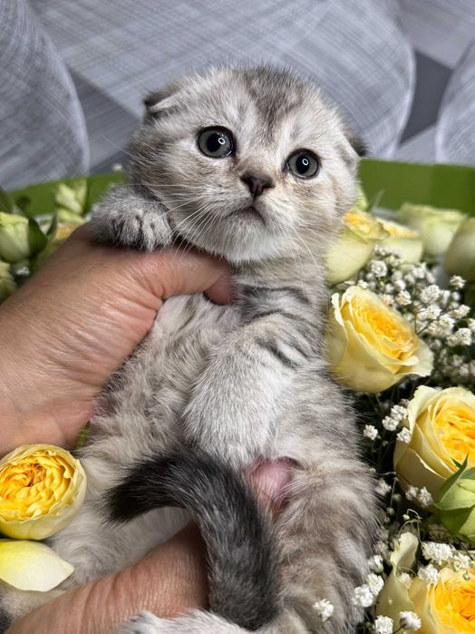 вислоушки мальчики