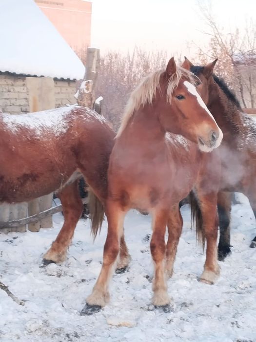 Продам жеребца 1.8 лет