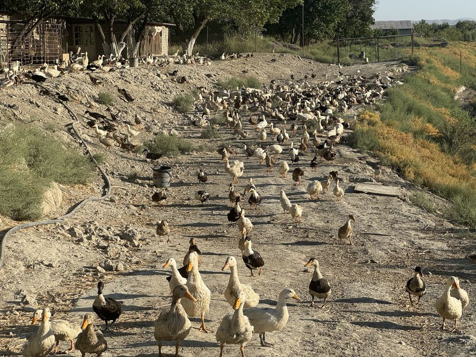 Урдак ва Гоз тухумлари сотилади