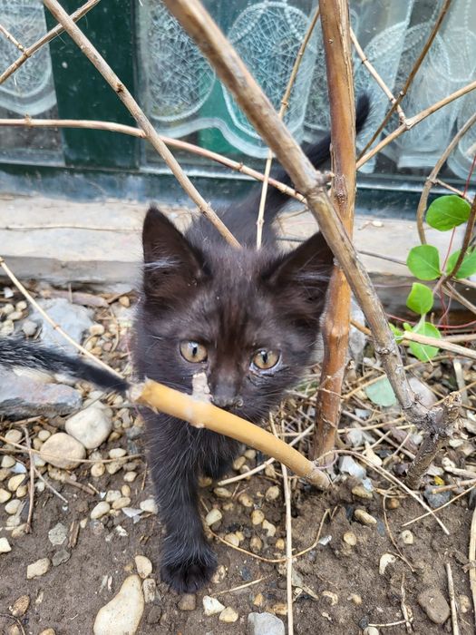 Котята бесплатно