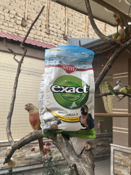 Exact american kasha