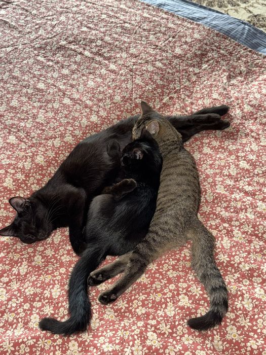 котята 3-4 месяца