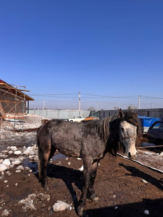 Айғыр (Жеребец) 750000