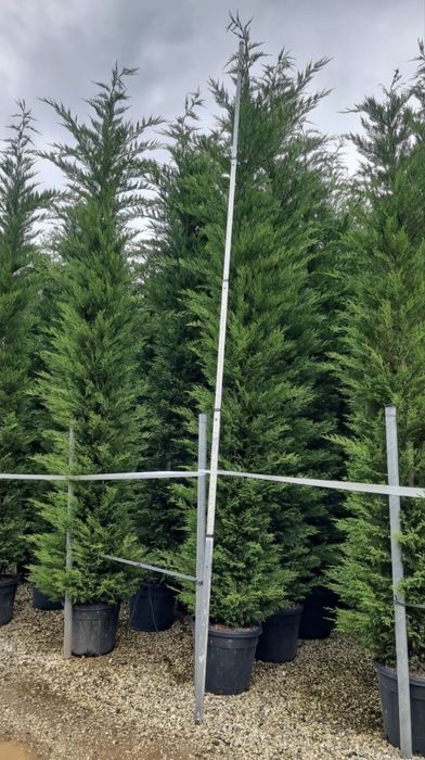 Leylandii de vânzare – ideal pentru gard viu.