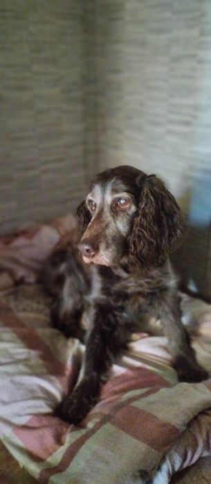 Кокер спаниельку