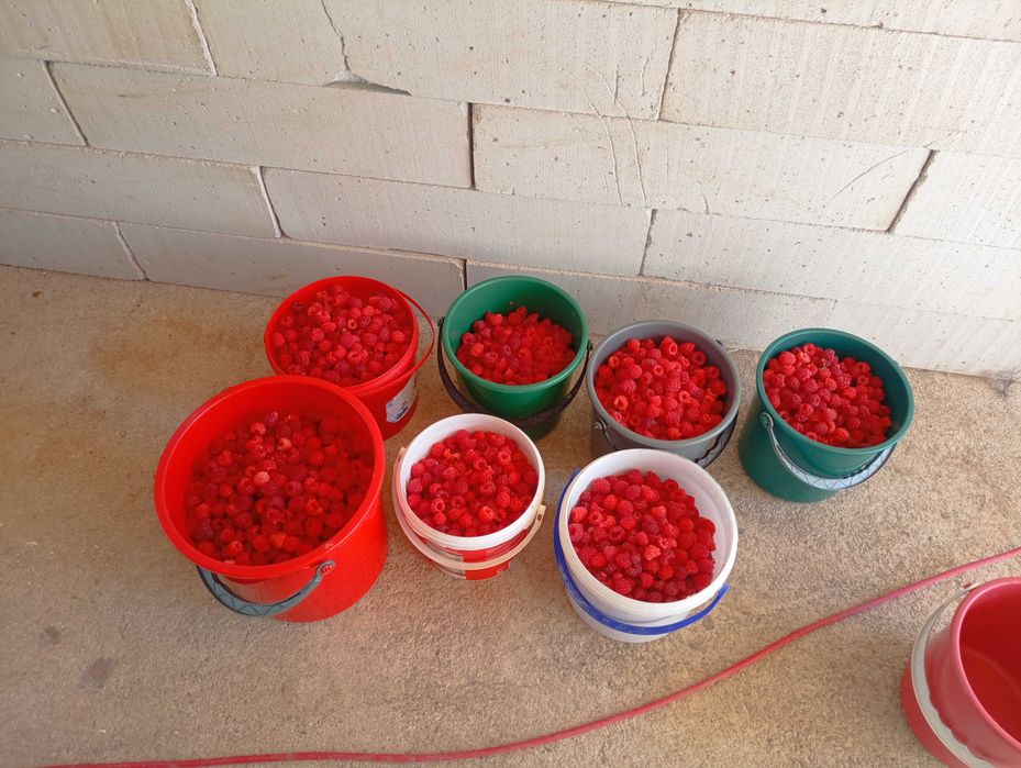 Vând butași de zmeură bine iradacinati