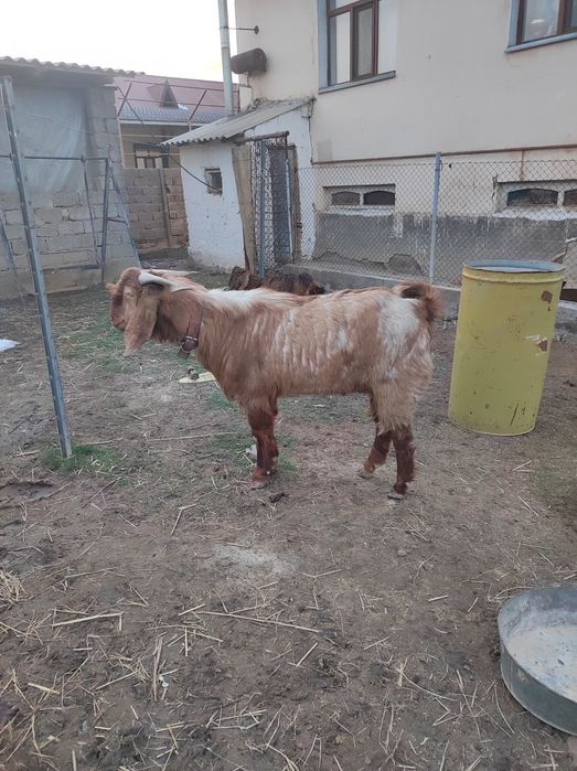 Казел Битал гигант