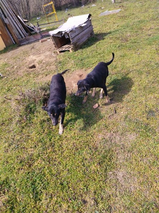 подарявам 2 женски кучета и един мъжки