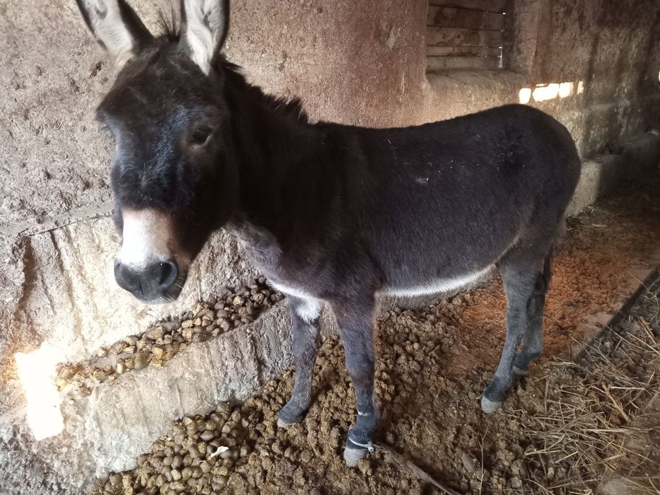 Продаю крепкого Осла.