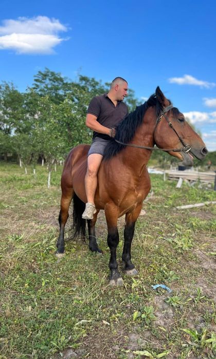 Vand sau Schimb - Armăsar 6 ani