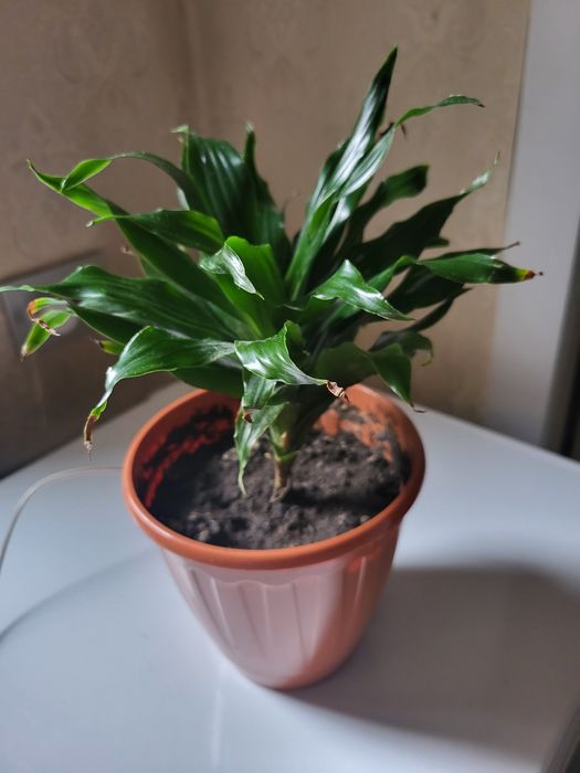 Комнатные цветы фикус