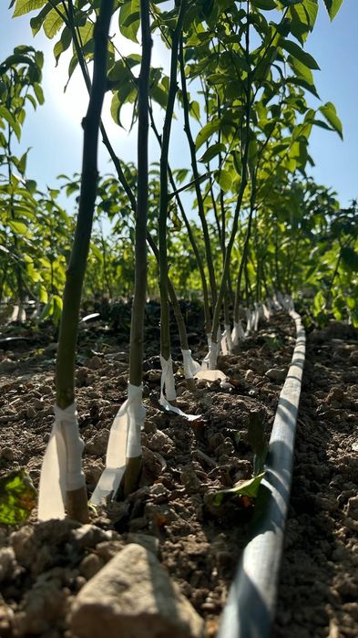 Puieti de nuc altoit