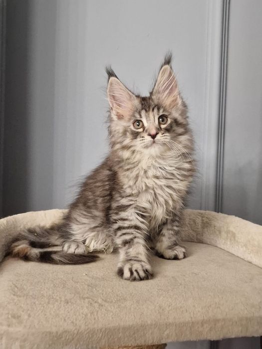 Котята Мейн кун гиганты