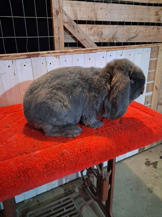 Vând Mascul berbec german Albastru