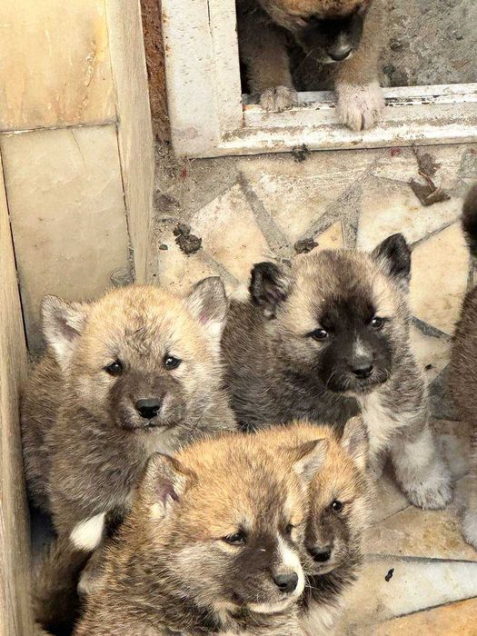 Собака Акита-ину