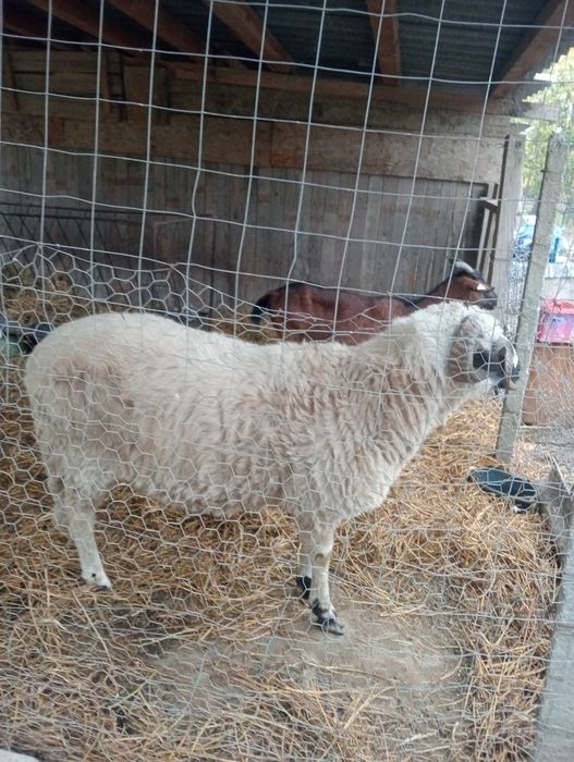 Berbec țurcan de vânzare