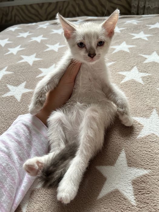 Котёнок бесплатно в добрые руки