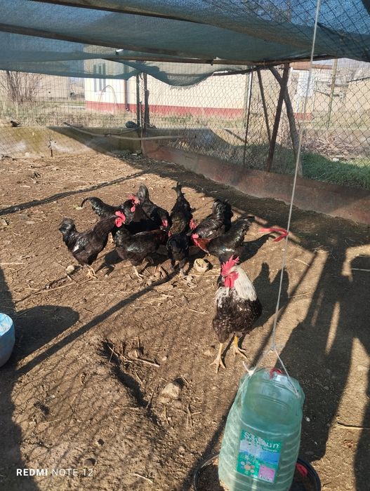 Andijon qora tuxum va xoʻrozlari bor