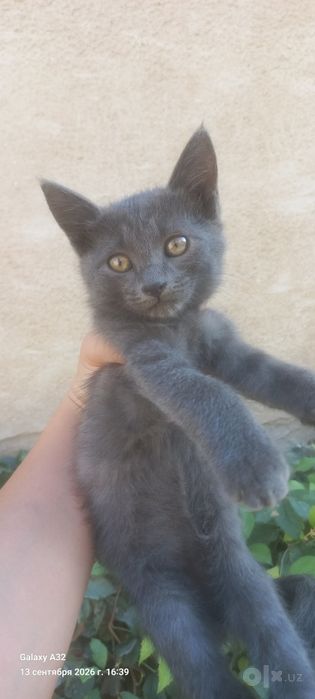 Котята бесплатно