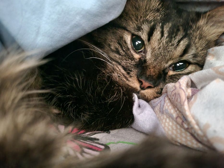 Породистый котик ищет дом