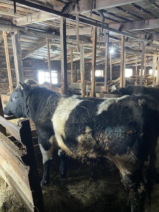 Продам бычков 11 бас