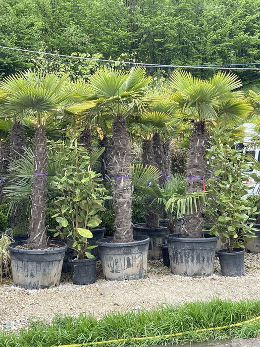 Palmieri rezistenți la inghet toate dimensiunile