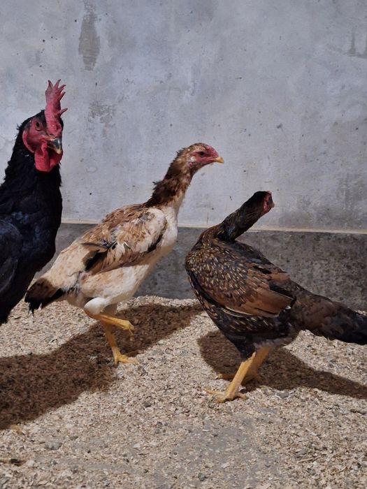 Продаже бойцовые  пара