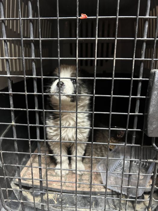 Отдам щенка в добрые руки